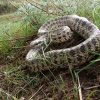 Dione Snake - Elaphe dione